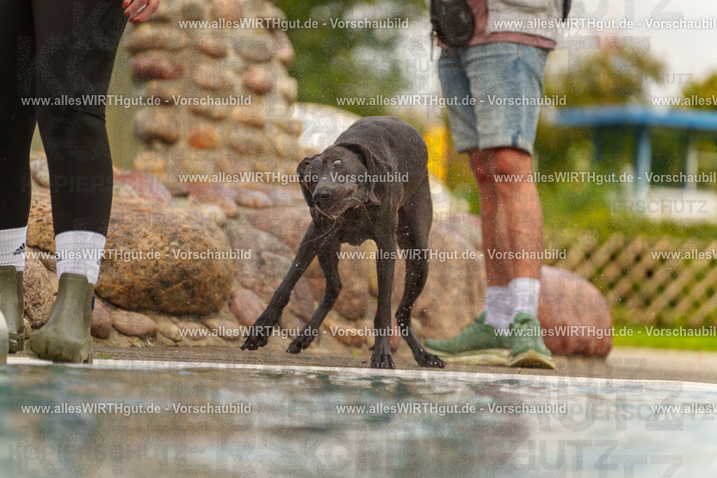Hundeschwimmen_Grefrath_2026-allesWIRTHgut_Tierfotografie-11_09-7R503134 | Professionelle Tierfotografie in Mönchengladbach von Daniel Wirth (allesWIRTHgut). Liebevolle & natürliche Bilder von Hunden & Katzen für unvergessliche Erinnerungen.