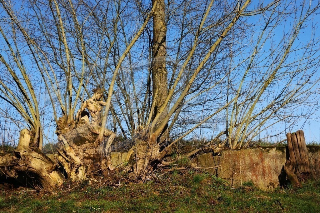 NatureArt-WEIDEFÄCHER_4617 | Posing in der Weide | #002 | Modell: Sara | Foto: Anke Pallokat - Realisiert mit Pictrs.com