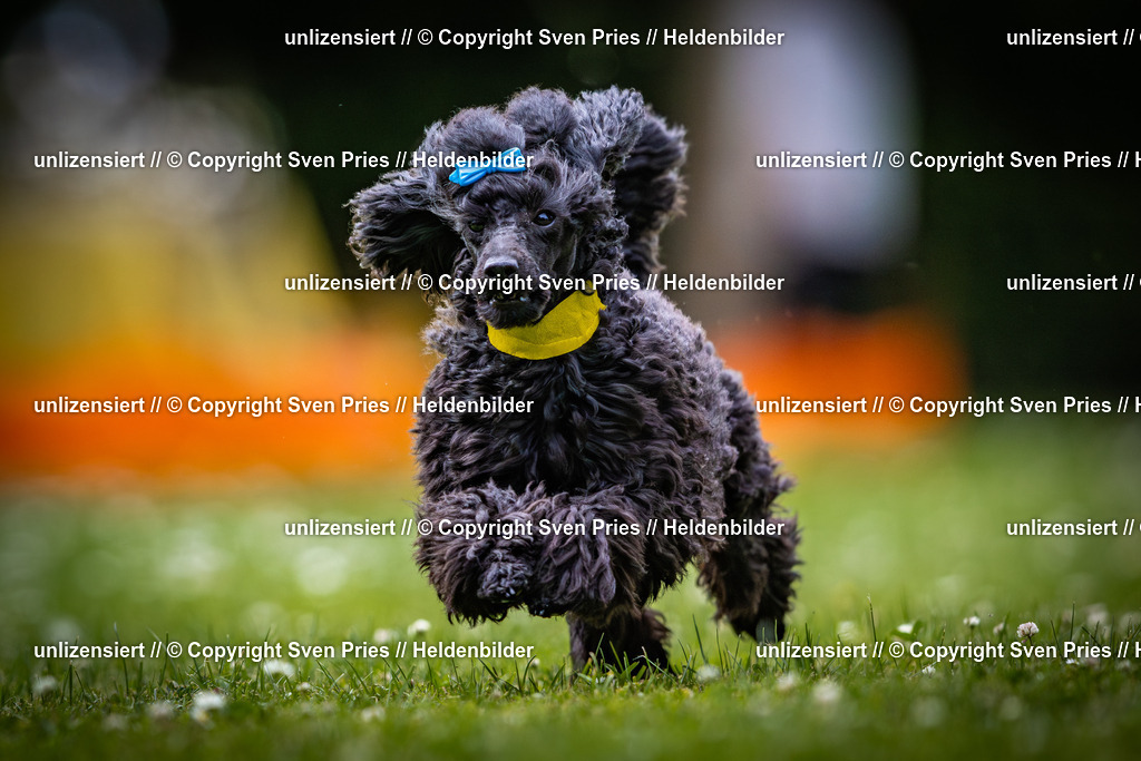 Sven Pries | 2025-05-29 - Pudelrennen KA-Durlach - Realisiert mit Pictrs.com