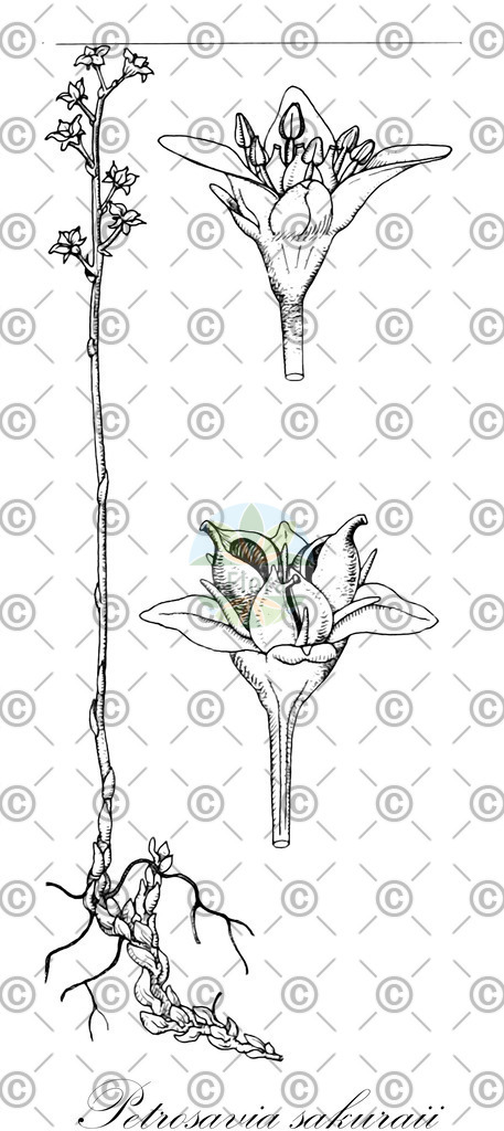 HistAbb_EMP_108997_SRC_Schlechtendal_FLORAD_SIMPLE | Historische Abbildung von Petrosavia sakuraii - Petrosaviaceae | Historical Illustration of Petrosavia sakuraii - Petrosaviaceae