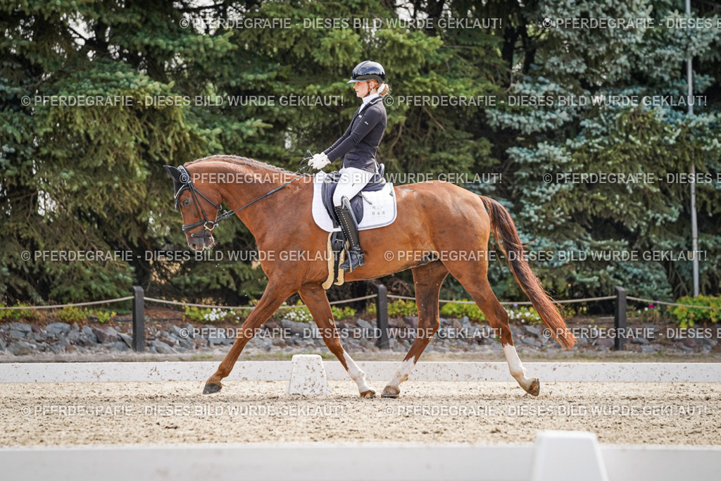 DSC08290 | Pferdegrafie