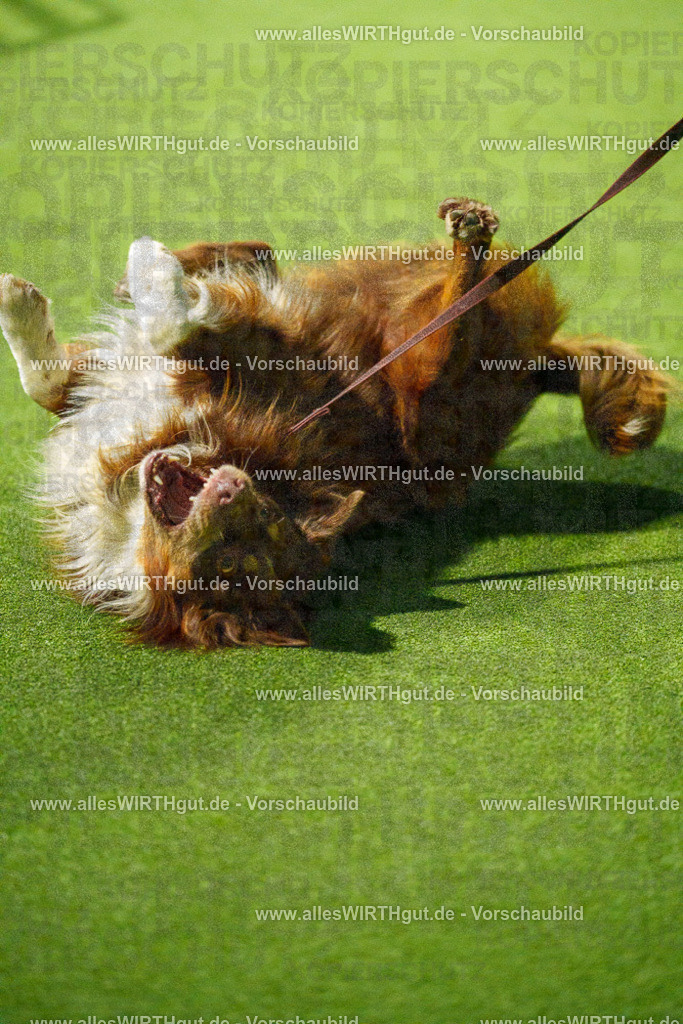 7R508838 | Professionelle Tierfotografie in Mönchengladbach von Daniel Wirth (allesWIRTHgut). Liebevolle & natürliche Bilder von Hunden & Katzen für unvergessliche Erinnerungen.