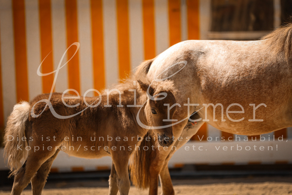 01.DoKR00121 | Leoni Ertmer Photography - Realisiert mit Pictrs.com