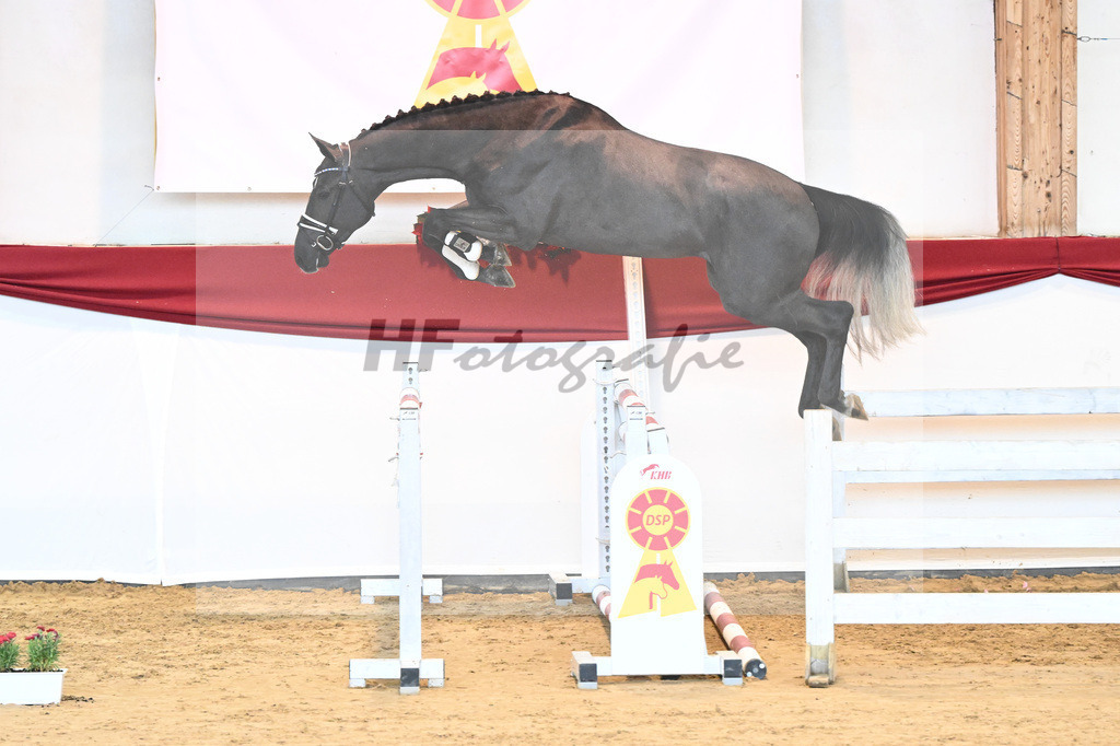 Kat-Nr. 35 Hickstead White x Alcatraz_Sommer_43231362 | hf-fotografie - Realizzato con Pictrs.com