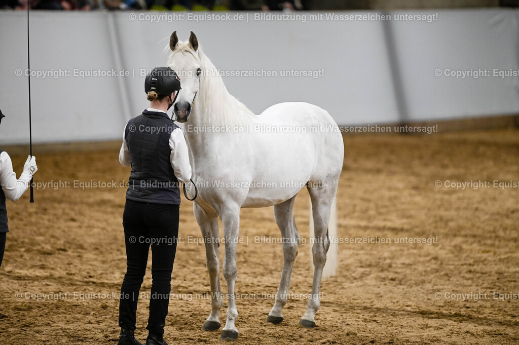 20260307_Hengstvorstellung-Marbach_0290 | equistock