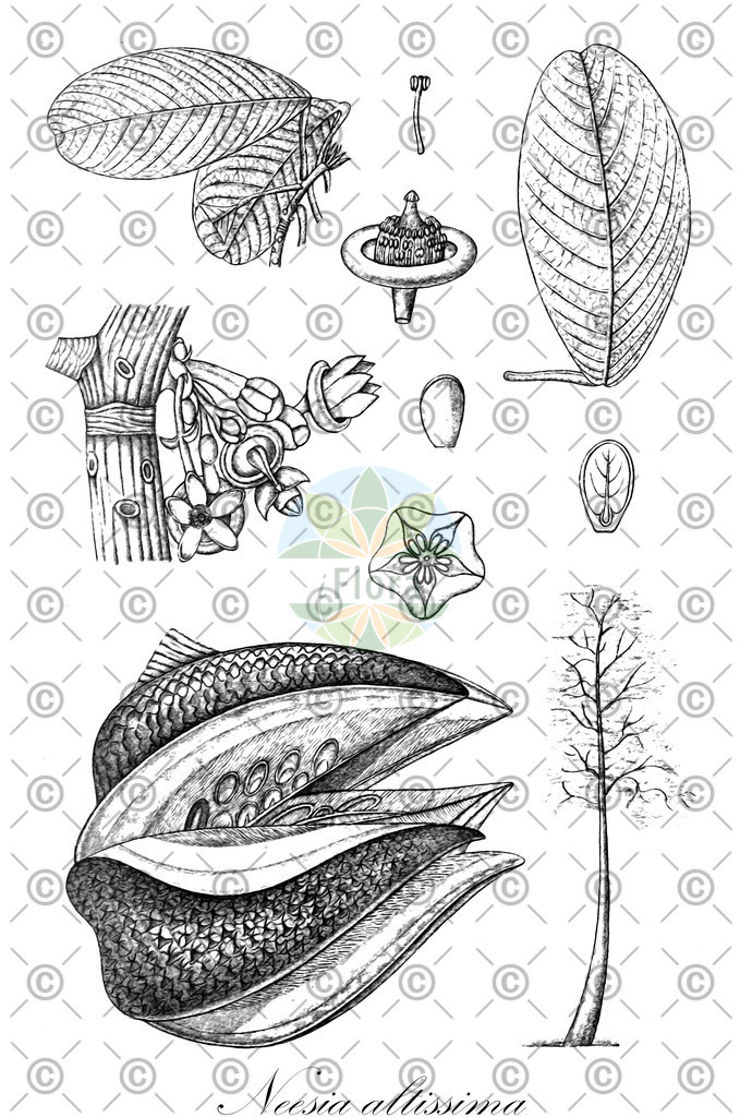 HistAbb_wfo-0000988262_1_ENZY_Simple | Historische Abbildung von Neesia altissima - Malvaceae | Historical Illustration of Neesia altissima - Malvaceae