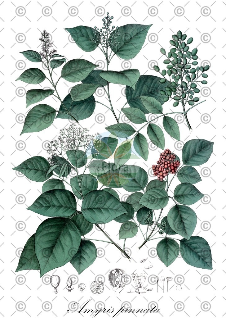 HistAbb_wfo-0000532695_1_ENZY_Simple | Historische Abbildung von Amyris pinnata - Rutaceae | Historical Illustration of Amyris pinnata - Rutaceae