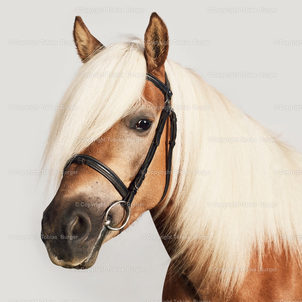 haflinger10734_1_1 | Willkommen im Online-Shop von studio27!
 - Realisiert mit Pictrs.com