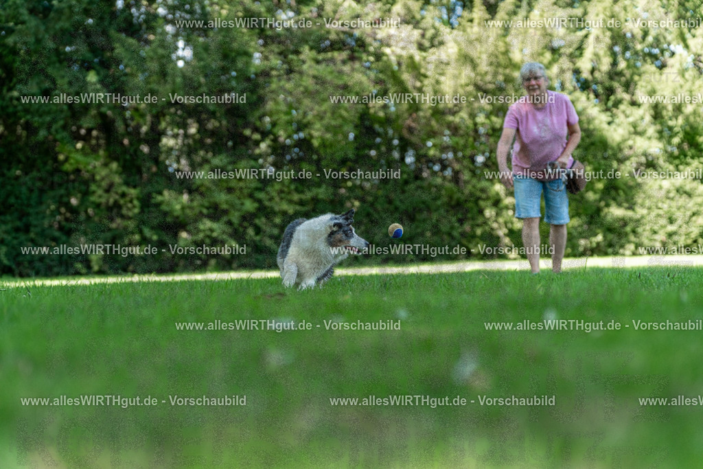 Hundeschwimmen_Volksbad_2026-allesWIRTHgut_Tierfotografie-2609061322-7R500687 | Professionelle Tierfotografie in Mönchengladbach von Daniel Wirth (allesWIRTHgut). Liebevolle & natürliche Bilder von Hunden & Katzen für unvergessliche Erinnerungen.