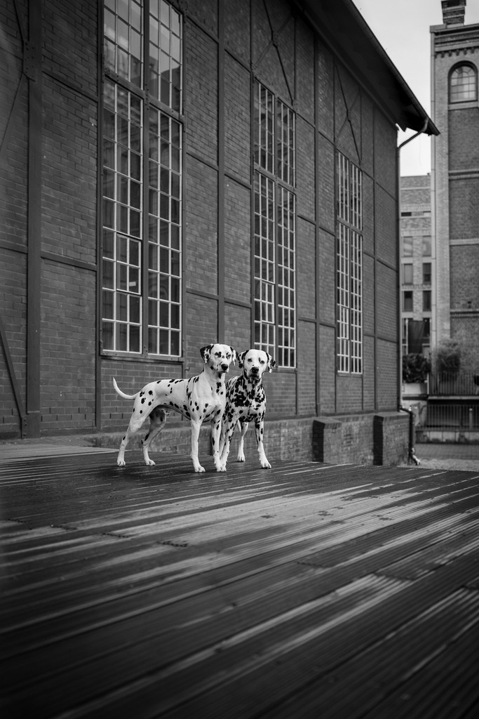 Fotowalk Medienhafen Düsseldorf - www.allesWIRTHgut.de -  @allesWIRTHgut_Tierfotografie 7R509115 - schwarzweiss | Professionelle Tierfotografie in Mönchengladbach von Daniel Wirth (allesWIRTHgut). Liebevolle & natürliche Bilder von Hunden & Katzen für unvergessliche Erinnerungen.