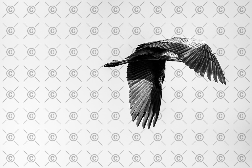 Graureiher | Ein Graureiher im Flug.