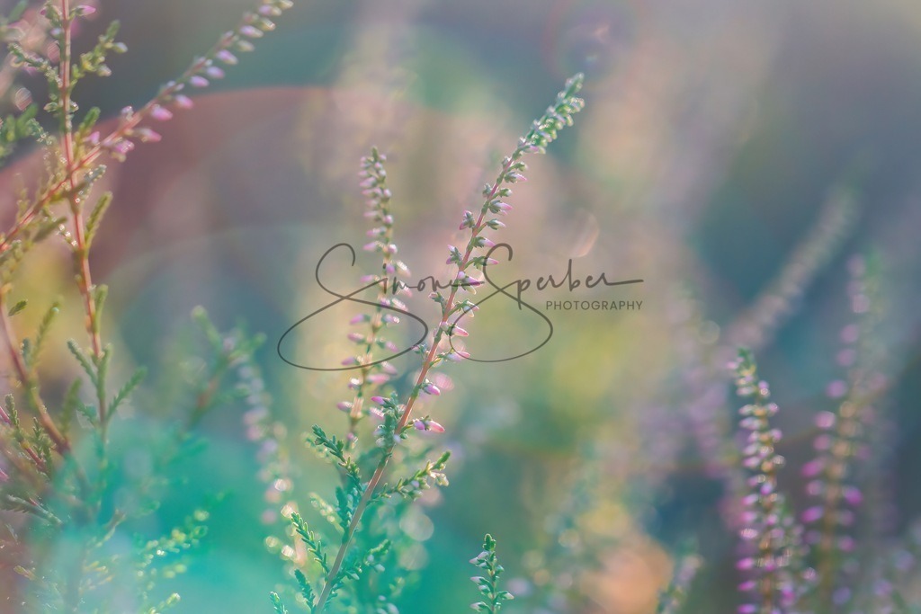 Besenheide | Simone Sperber, svb-photography,Fotografin,Bilddesignerin,Naturfotografie,Macrofotografie,Tierfotografie,Wildtierfotografie,Ausstellungen,Auftragsfotografie,Kunst,Art,Photographer,Shootings,Bildberatbeitung,Galerie,Shop