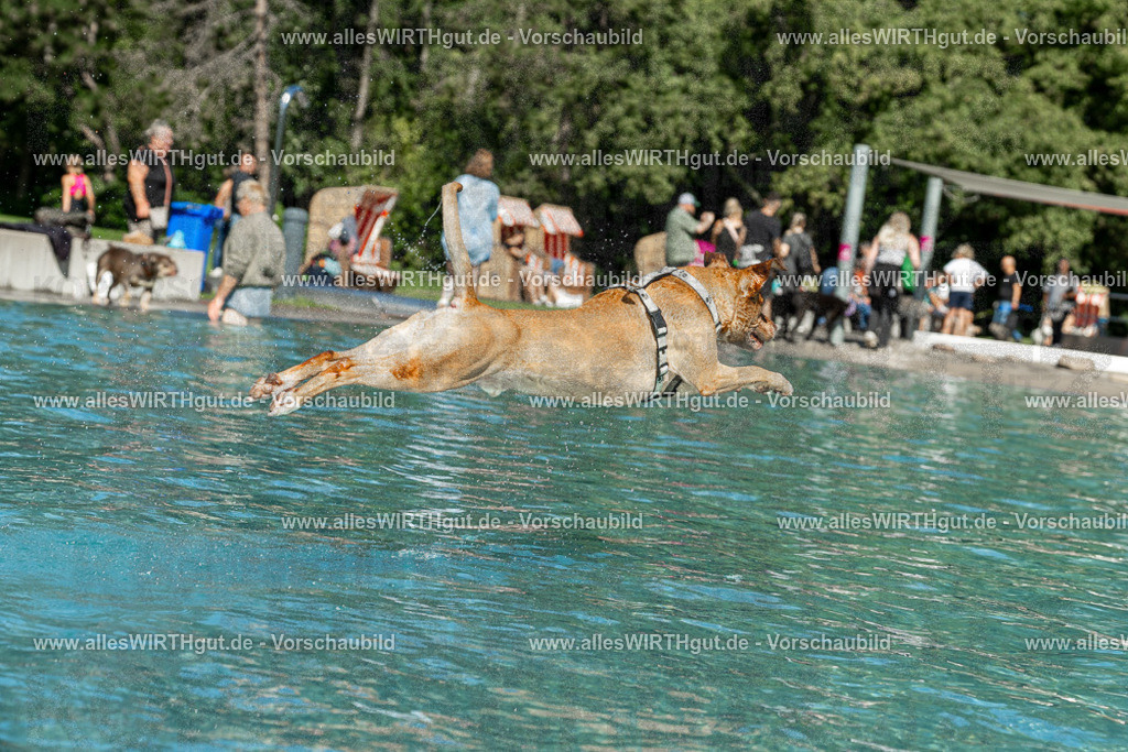 Hundeschwimmen_Volksbad_2026-allesWIRTHgut_Tierfotografie-2609061253-120328-7R500270 | Professionelle Tierfotografie in Mönchengladbach von Daniel Wirth (allesWIRTHgut). Liebevolle & natürliche Bilder von Hunden & Katzen für unvergessliche Erinnerungen.