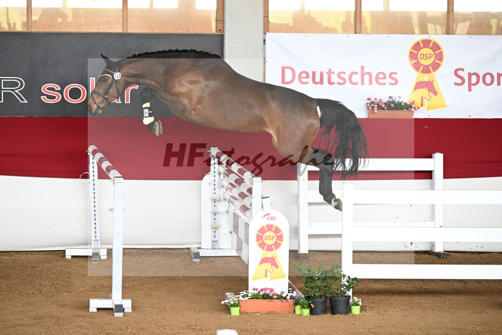 Kat-Nr. 47 Caila Z v. Caruso de Trebox_Irl_9240905 | hf-fotografie - Realizzato con Pictrs.com