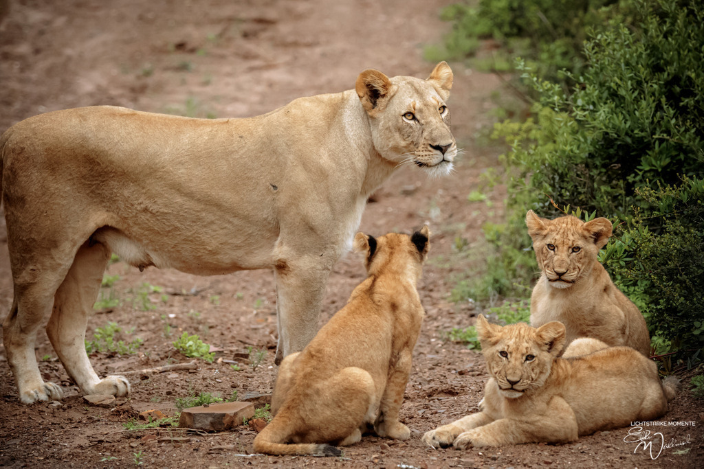 20231009-162520 SOUTHAFRIKA_-1 | Herzlich willkommen auf meiner Seite! Ich bin Elke Wallnisch, Deine Fotografin für lichtstarke Momente. Der Name steht für alles, was mich mit der Fotografie verbindet: Das Licht und seine machtvolle Wirkung auf eine Situation oder unsere Stimmung - Realisiert mit Pictrs.com