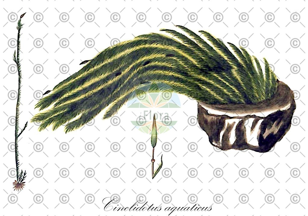 HistAbb_wfo-0001180516_1_ENZY_Simple | Historische Abbildung von Cinclidotus aquaticus - Pottiaceae | Historical Illustration of Cinclidotus aquaticus - Pottiaceae