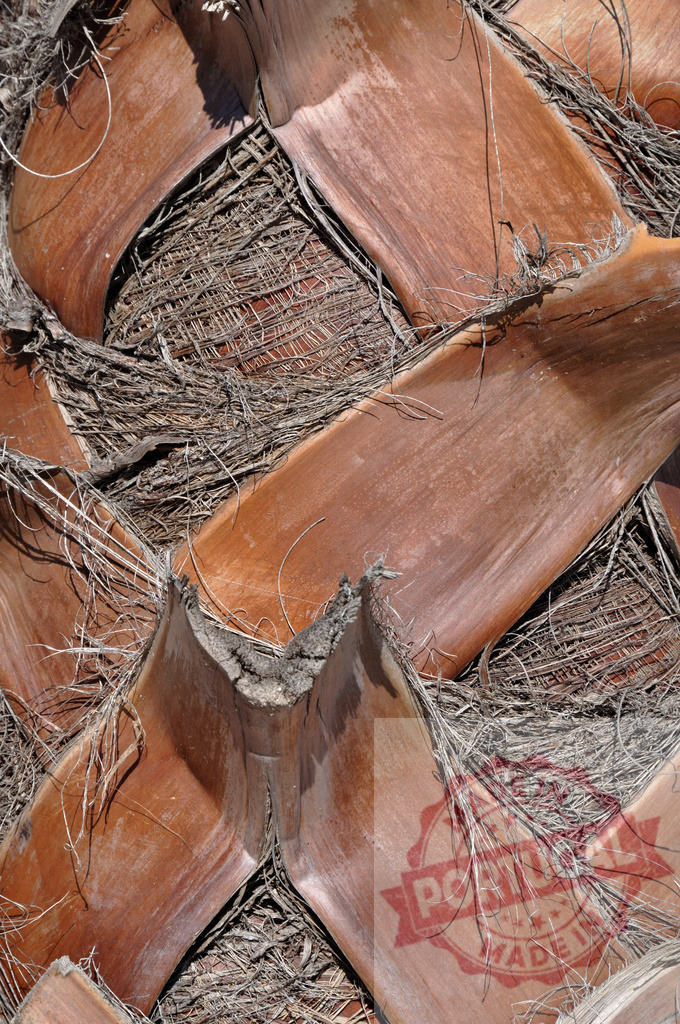 Close up of palm tree bark creating beautiful natural patterns | Intricate details of palm tree bark showcasing nature's artistry - Realisiert mit Pictrs.com