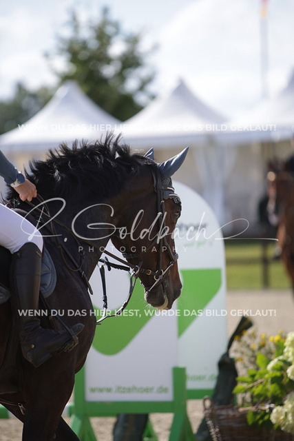 1J2A6475Nele Hoff_ Nordwarf_s Nikita_ Kn801_ HavekostSandra Rugullies_ Petite Blue_ Kn844_ Havekost | Foto- und Videografie für alles rund ums Pferd. Hochwertige Bilder und Videos vom Spring- und Dressurreiten, Voltigieren & mehr. Jetzt aktuelle Veranstaltungen und Preise im Shop ansehen. - Realisiert mit Pictrs.com