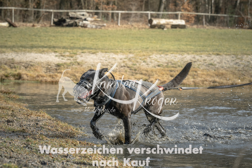 1032_ZZ98127 | kk-dogfotos