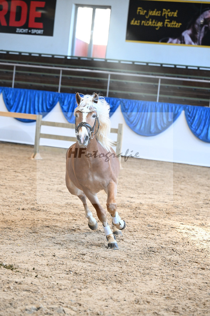 Kat-Nr. 30 Angeber SCH v. Andoro SCH_Schmid_48250602 | hf-fotografie - Realisiert mit Pictrs.com