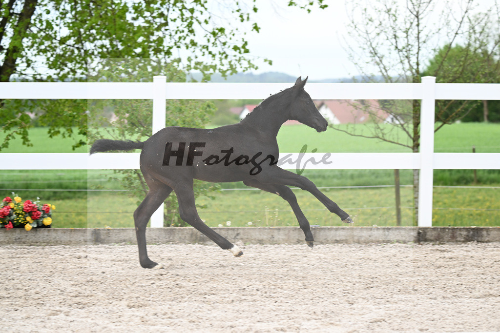 Kat-Nr. 1 SF St. Emilion x Rubin Royal_Gruber_23260056 | hf-fotografie - Realisiert mit Pictrs.com