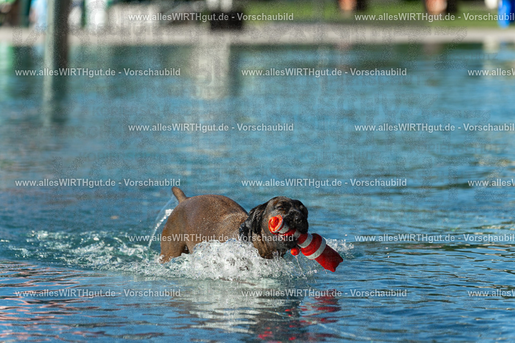 Hundeschwimmen_Volksbad_2026-allesWIRTHgut_Tierfotografie-2609061029-093915-7R508892 | Professionelle Tierfotografie in Mönchengladbach von Daniel Wirth (allesWIRTHgut). Liebevolle & natürliche Bilder von Hunden & Katzen für unvergessliche Erinnerungen.