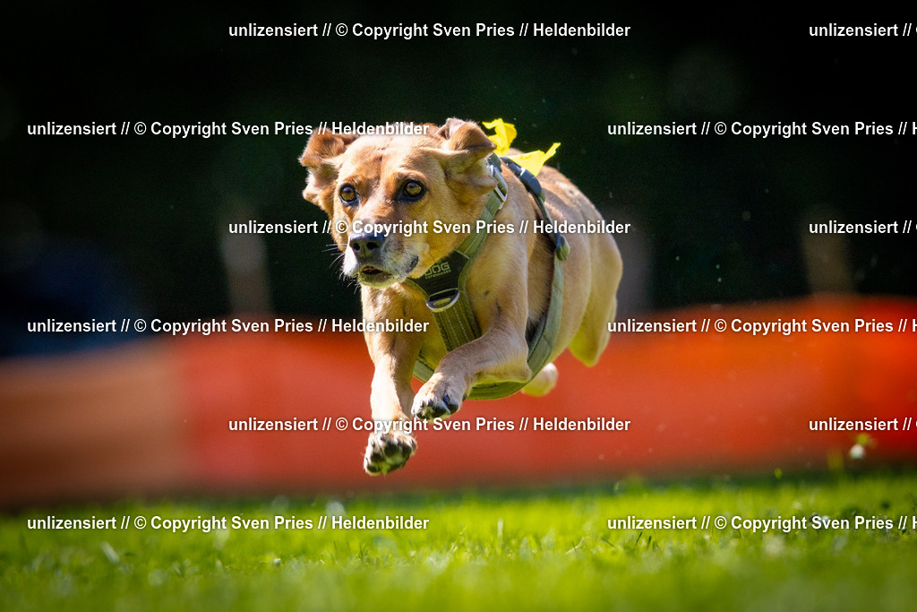 Sven Pries | 2025-08-10 - Hunderennen Durlach - Realisiert mit Pictrs.com