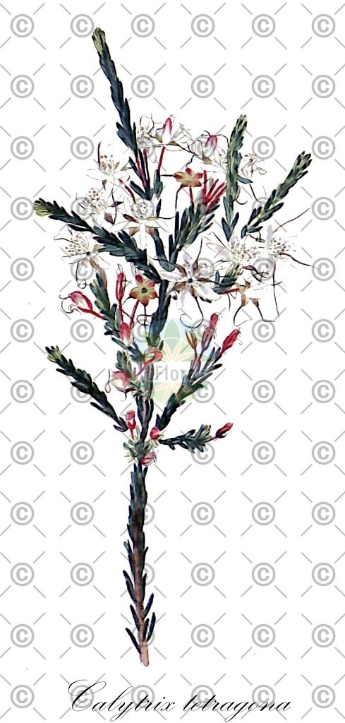 HistAbb_wfo-0001044969_1_ENZY_Simple | Historische Abbildung von Calytrix tetragona - Myrtaceae | Historical Illustration of Calytrix tetragona - Myrtaceae
