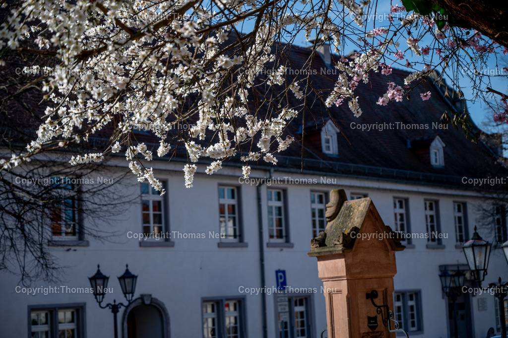 DSC_9122 | Zwingenberg in Frühlingslaune, hier am Löwenplatz, ,, Bild: Thomas Neu