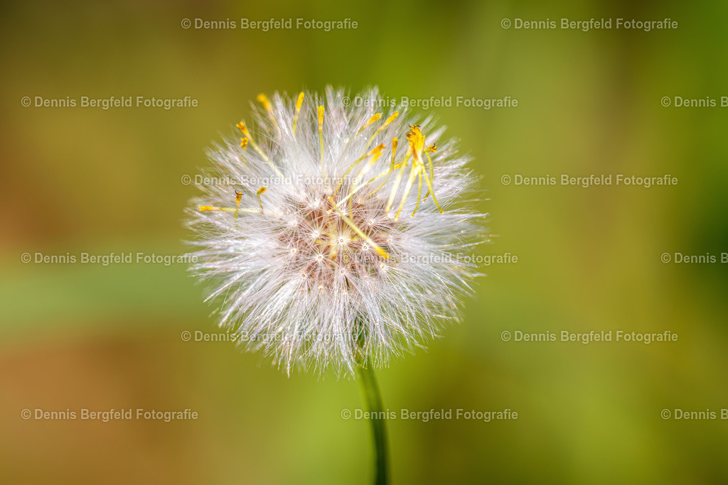 Pusteblume | Entdecken Sie Natur, Makro und Tierfotografie von Dennis Bergfeld.Besondere Momente und Details der Natur, hochwertig als Foto und Wandbild erhältlich. - Realisiert mit Pictrs.com