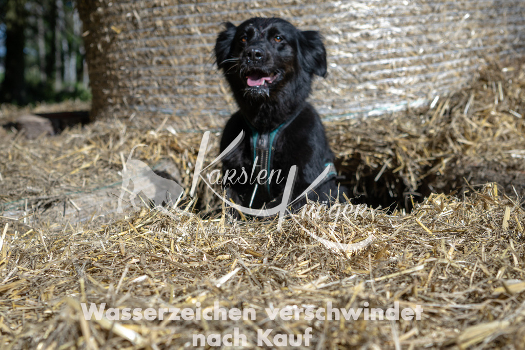 1218_ZZ91276-2 | kk-dogfotos