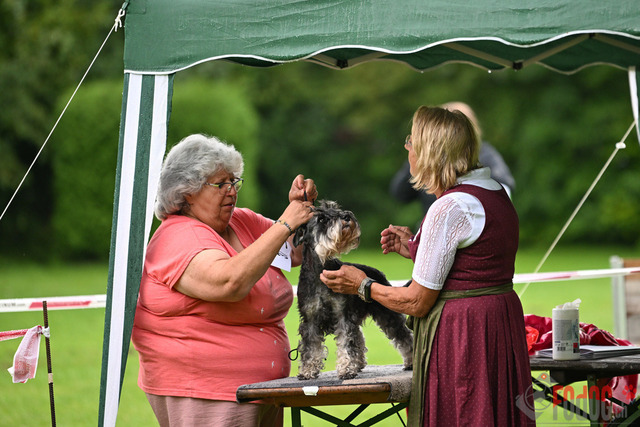 Ausstellung des Pinscher Schnauzer-Klub | Ausstellung des Pinscher-Schnauzer-Klub, OG München in Gröbenzell 29.07.2023 Foto: Leo Wyden