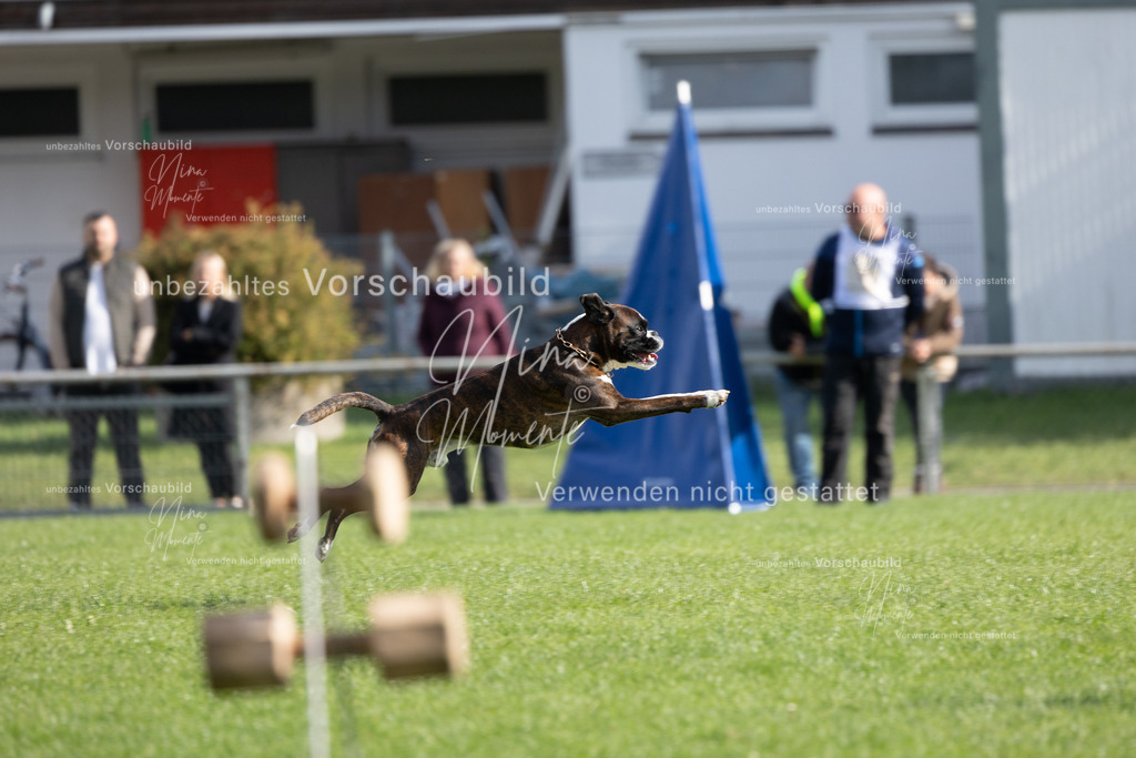 _16A6884 | Einzigartige Fotos von Hunden & Menschen –Actionfotos, Portraits, Vereinsaufnahmen & Paarshootings – authentisch, lebendig & mit Herz.