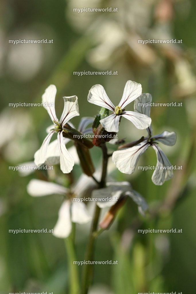 Garten-Senfrauke-002 | Das Bilderarchiv über Tiere, Planzen und Landschaften. In der Bilddatenbank finden Sie ein große Auswahl an hochwertigen Bilder für Ihre Werbung - Realisiert mit Pictrs.com