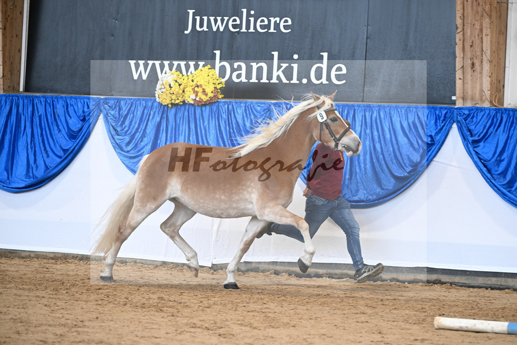 Bl. Band Kat-Nr. 9 Nina v. Sonnenkoenig Gold_Haenle_48251405 | hf-fotografie - Realisiert mit Pictrs.com