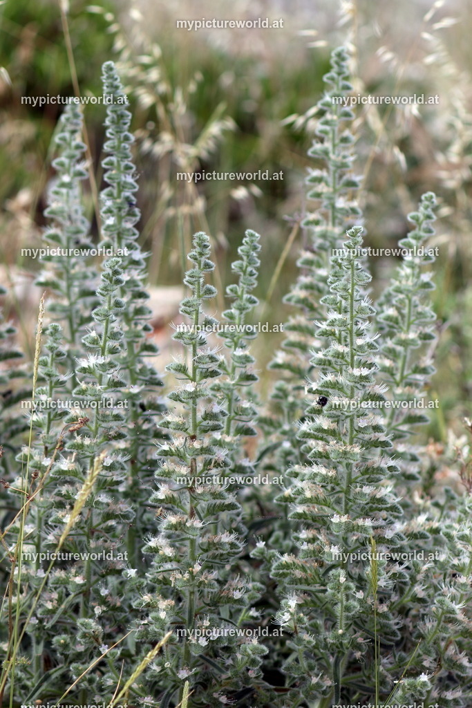 Italienischer Natternkopf-003 | Das Bilderarchiv über Tiere, Planzen und Landschaften. In der Bilddatenbank finden Sie ein große Auswahl an hochwertigen Bilder für Ihre Werbung - Realisiert mit Pictrs.com