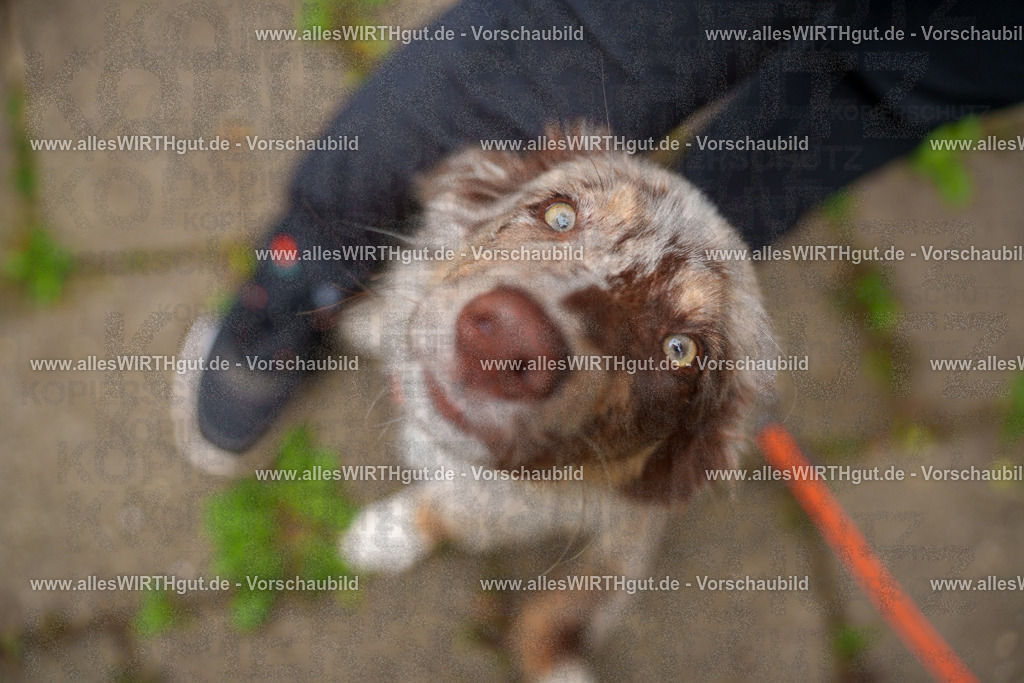 @allesWIRTHgut_Tierfotografie - www.allesWIRTHgut.de - 113255-7R508455 | Professionelle Tierfotografie in Mönchengladbach von Daniel Wirth (allesWIRTHgut). Liebevolle & natürliche Bilder von Hunden & Katzen für unvergessliche Erinnerungen.