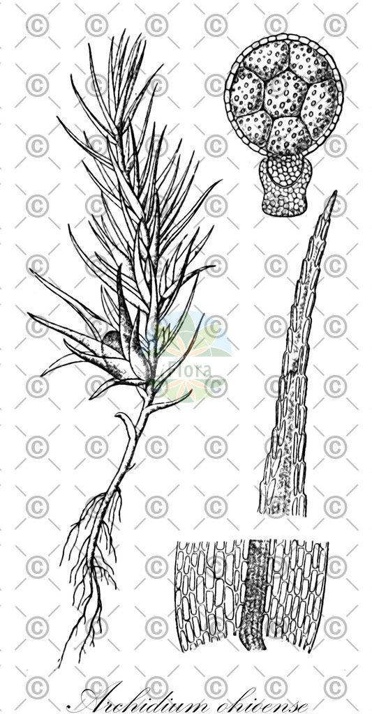 HistAbb_wfo-0001192181_2_ENZY_Simple | Historische Abbildung von Archidium ohioense - Archidiaceae | Historical Illustration of Archidium ohioense - Archidiaceae