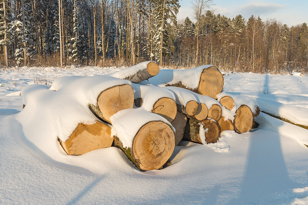 Verschneite Baumstämme | im Winter. - Realisiert mit Pictrs.com