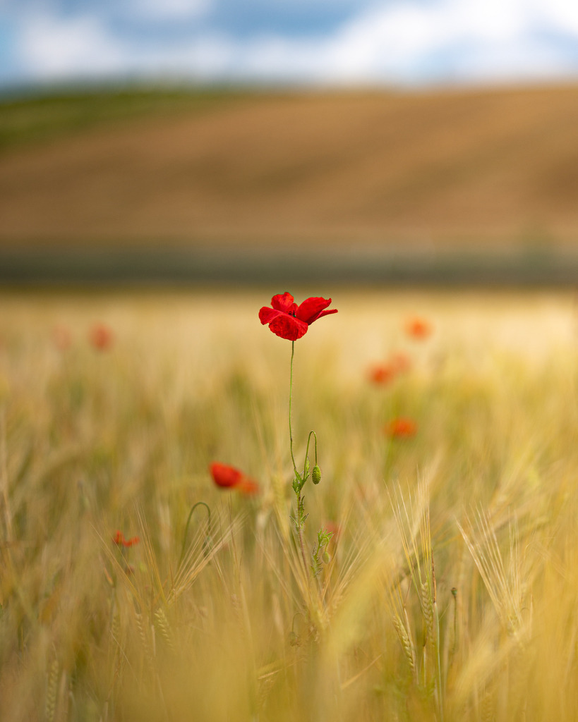 _DSC2569 | renerovisanfotoart.com