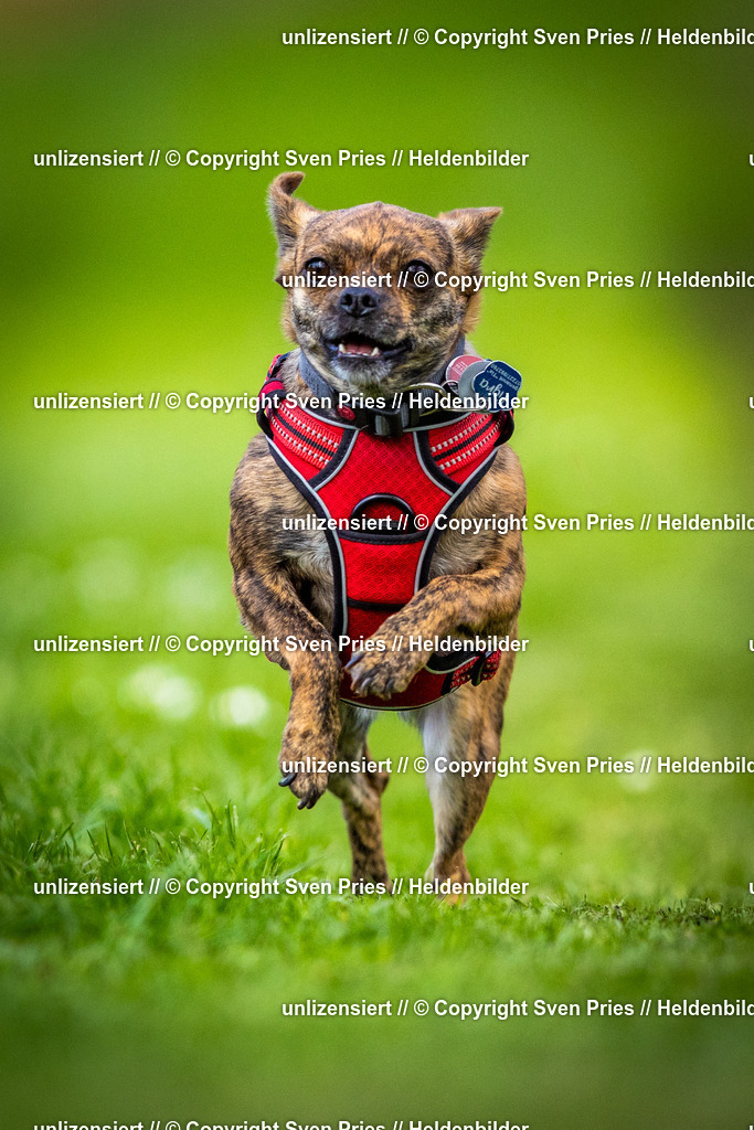 Sven Pries | 2025-04-13 - Hunderennen Baden-Baden - Realisiert mit Pictrs.com