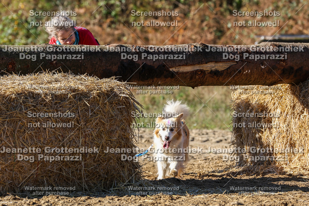 Dog Paparazzi - Strongdog 10-25-2525 | Dog Paparazzi Jeanette Grottendiek Fotografie & Videografie - Realisiert mit Pictrs.com