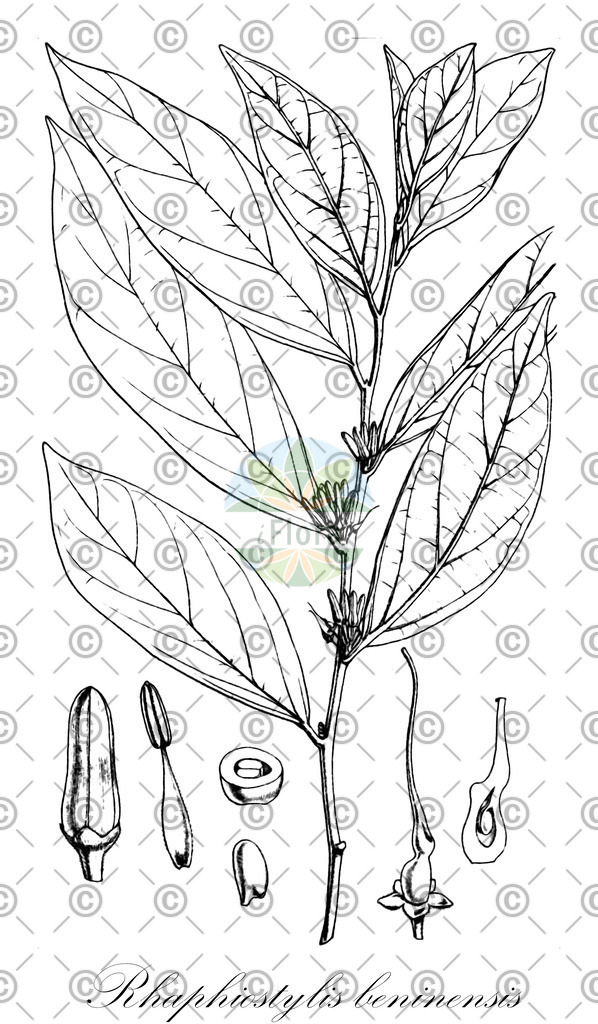 HistAbb_wfo-0001144291_1_ENZY_Simple | Historische Abbildung von Rhaphiostylis beninensis - Metteniusaceae | Historical Illustration of Rhaphiostylis beninensis - Metteniusaceae