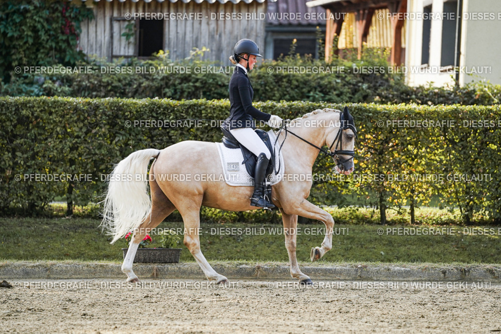 DSC04934 | Pferdegrafie