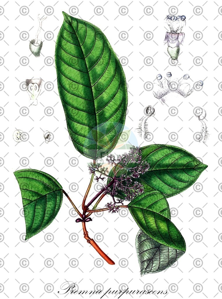 HistAbb_wfo-0000466746_1_ENZY_Simple | Historische Abbildung von Premna purpurascens - Lamiaceae | Historical Illustration of Premna purpurascens - Lamiaceae