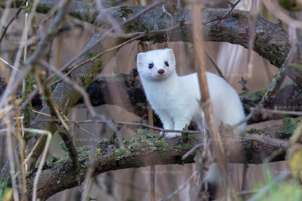 Hermelin | Das weiße Hermelin. Ein ganz normales Hermelin, aber halt schon im Winterkleid. Die Spitze seines Schwanzes ist und bleibt noch gefärbt. - Realisiert mit Pictrs.com