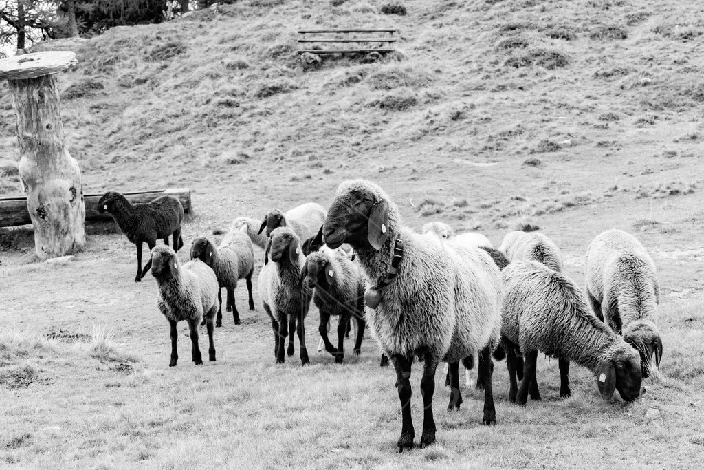 Schafe schwarz weiss | Ihre Fotografin im Lungau, ihre Fotografin im Mostviertel, Wandbilder Onlineshop, Imagefotos für Ihr Unternehmen,  - Realisiert mit Pictrs.com