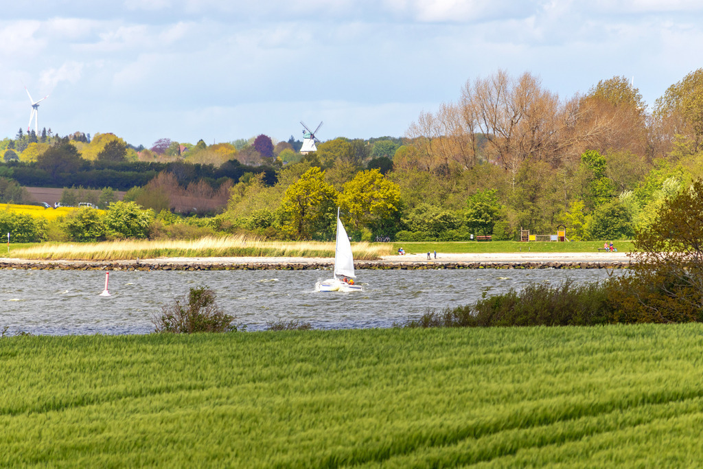 Wandbild: Segelboot auf der Schlei im Frühling | Dieses Wandbild im Querformat zeigt ein Segelboot auf der Schlei in Winnemark im Frühling. In der Unschärfe im vorderen Bereich befindet sich ein grünes Feld. Auf der anderen Schleiseite befindet sich der Schleistrand in Arnis. In der Ferne befinden sich Windmühlen.  - Realisiert mit Pictrs.com
