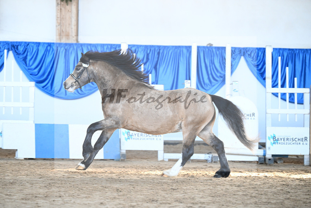 Kat-Nr. 15 Leybucht Bavarian Bailey v. Penymorfa Bailey_Nieberle_9260405 | hf-fotografie - Realisiert mit Pictrs.com