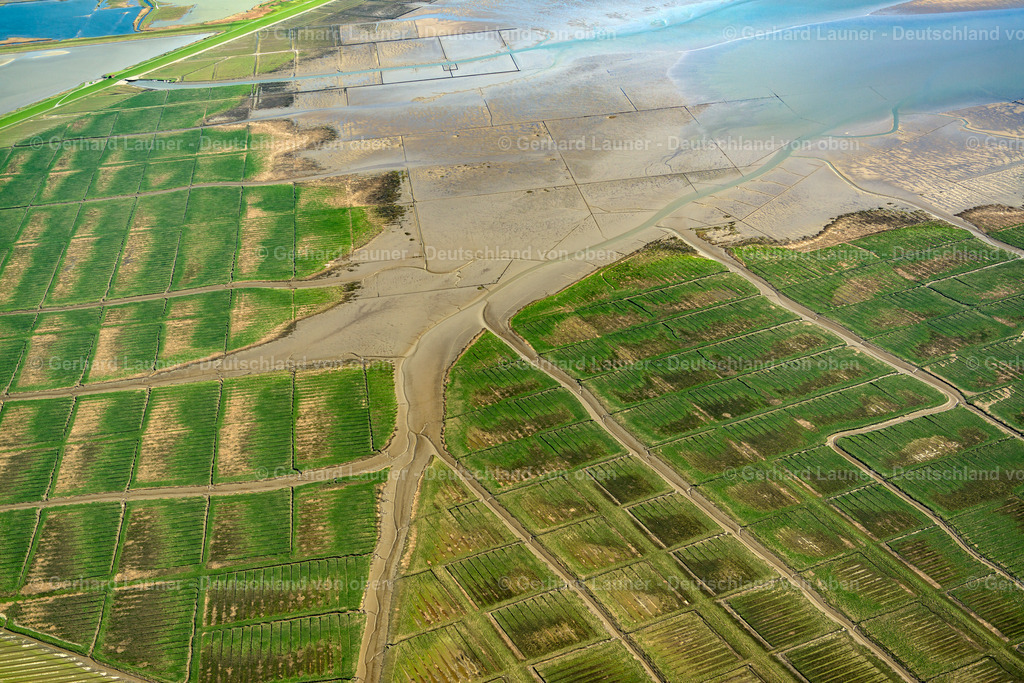 3801921 | Hamburger Hallig, Nationalpark Schleswig-Holsteinisches Wattenmeer